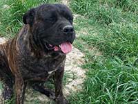 cane corso brindle